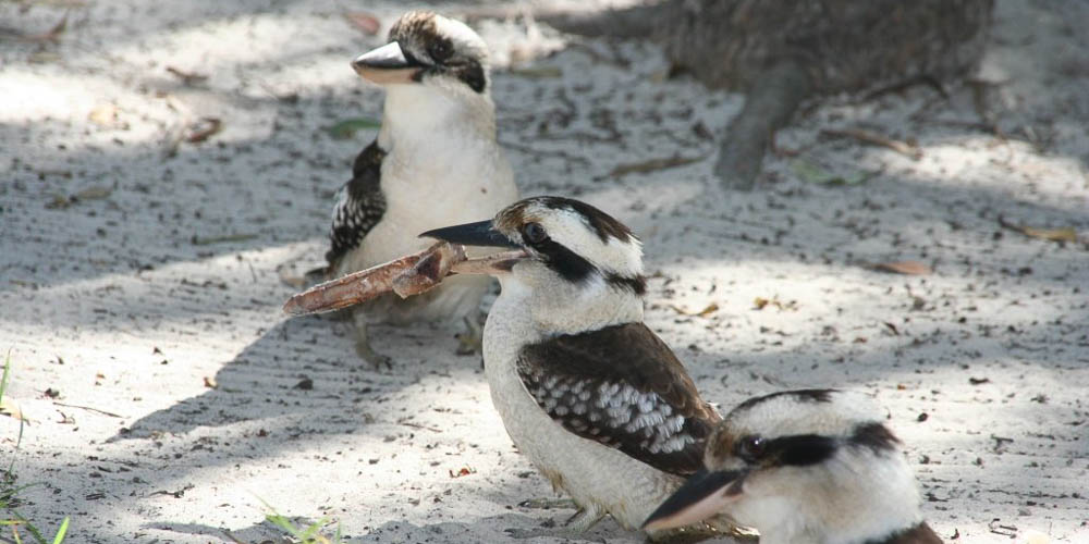 Laughing kookaburra, de grootste IJsvogel