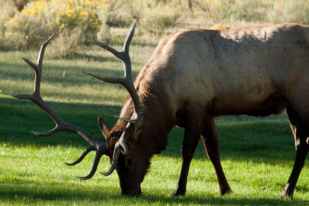 Een Elk (Wapiti) mannetje in volle glorie