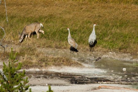 Mule deer daagt 2 kraanvogels uit