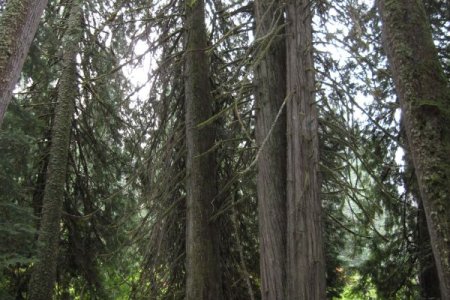 Red Cedar bomen van zo&#039;n 60 meter hoog