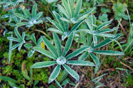 Close up van dauw op kleine planten