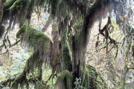 Natuur in Washington