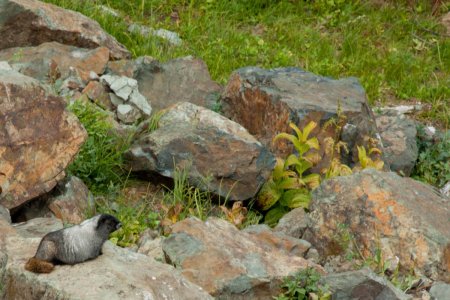 Enorme dikke marmot, klaar voor de winter