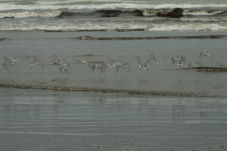 Gekke foto van vliegende vogeltjes