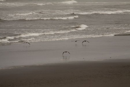 Meeuwen scheren langs de Grote Oceaan