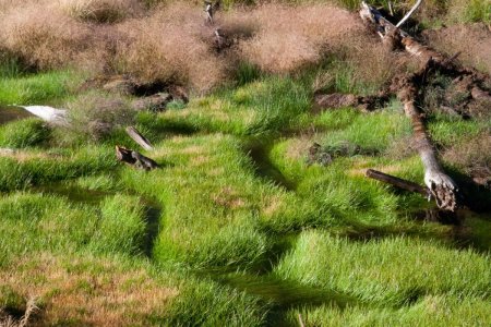 Mooi groen gras in een beekje