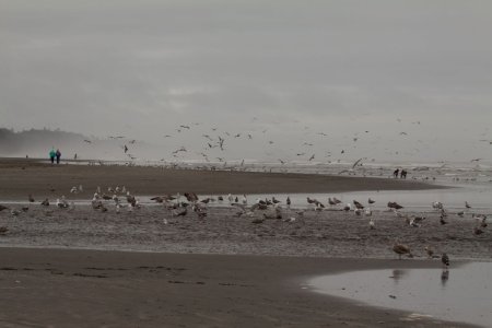 Veel vogels op een strand langs de Grote Oceaan