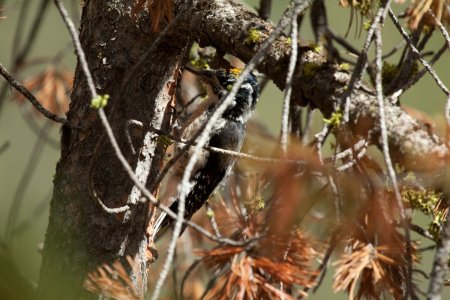 American Three toed woodpecker