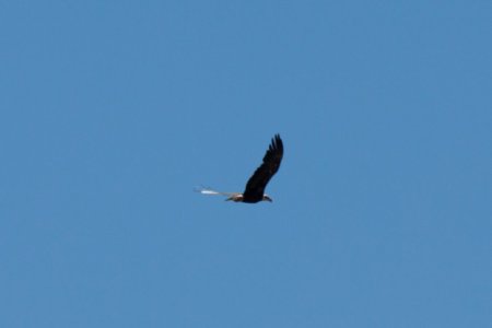 Bald Eagle (Amerikaanse Zeearend)