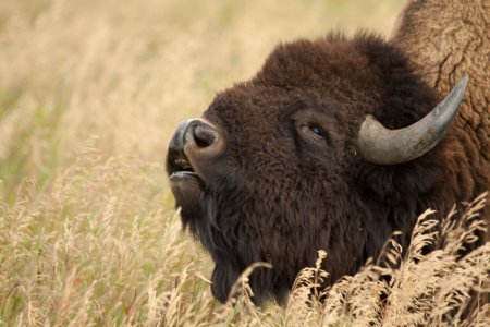 Bison stier