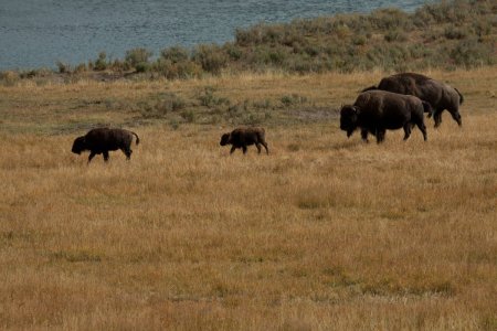 Bison familie