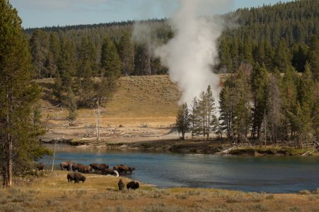 Bisons bij het water en geyser
