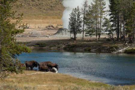 Bisons in Hayden Valley