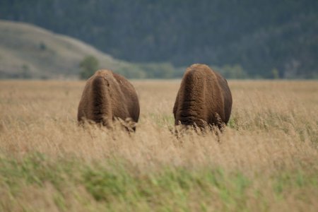 Bisons in het gras