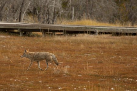Coyote in the Lower Geyser Basin