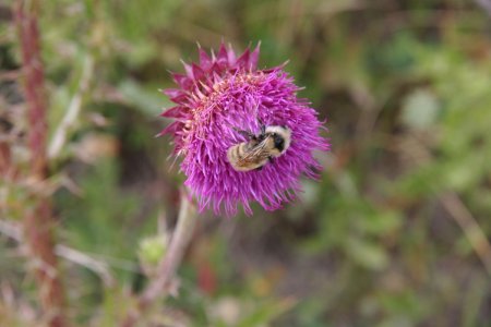 Een bij op een distel