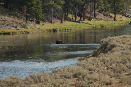 Een bison steekt de rivier over