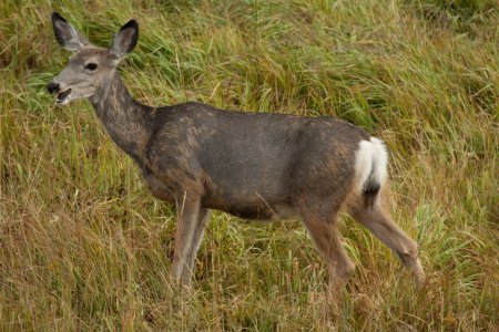 Mule deer