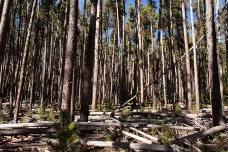 Veel dode bomen door de pine beetle