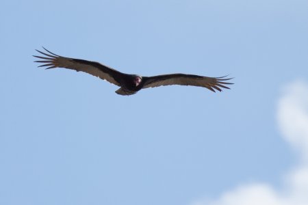 Californische Condor