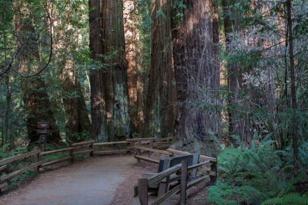 Een bosje met Redwoods