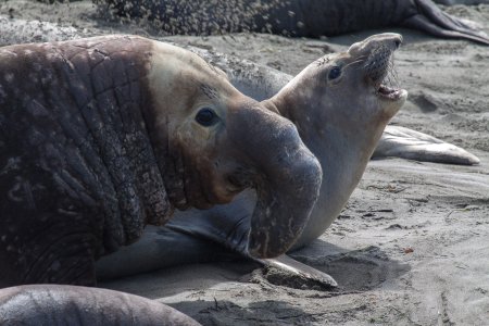 Elephant Seals (zeeolifanten)