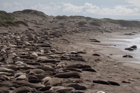 Honderden zeeolifanten, nabij Santa Barbara