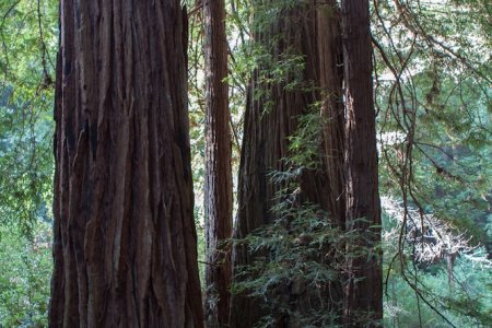 Syl bij een van de grote Redwood bomen