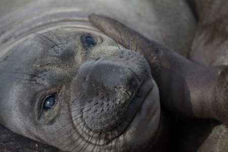 Vrouwtjes zeeolifant