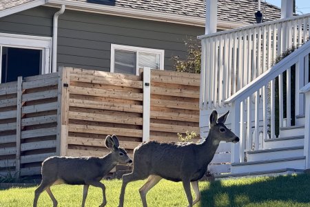 White tailed mule deer wandelen hier door de tuinen in een woonwijk