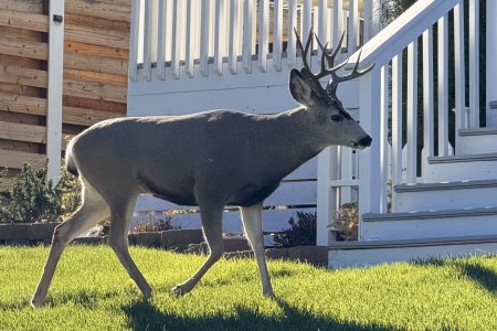 White tailed mule deer wandelen hier door de tuinen in een woonwijk