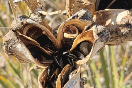 De zaaddoos van een Great Plains Yucca