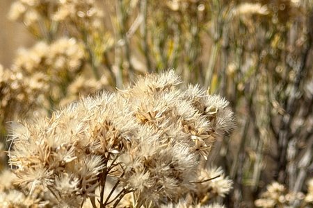 Diverse bijzondere planten in de woestijn achtige gebied