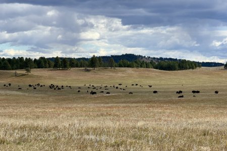 The Black Hills