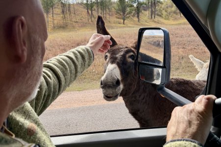 Deze burros (ezels) zijn opnieuw verwilderd, maar bedelen wel