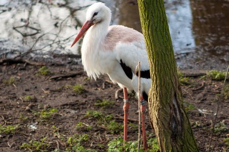 Een ooievaar in Artis