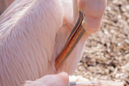 De pelikanen krijgen blijkbaar veel garnalen te eten