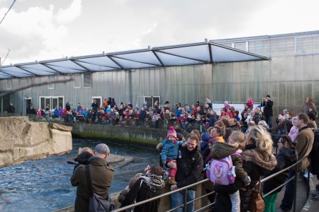 Ga je op zondag naar Artis wees dan voorbereid op 95% jonge gezinnen