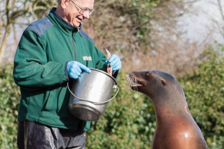 Verzorger en een Californische zeeleeuw