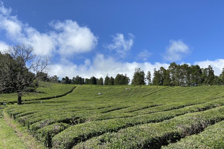 Thee plantage en Caldeira Velha