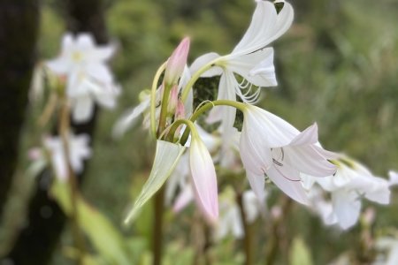 De meeste bloemen staan in mei nog niet in bloei, deze gelukkig wel