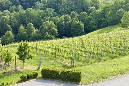 In Slovenië overnachten we in een wijngaard