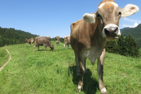 Er staan erg veel koeien in de weiden, vaak met bel