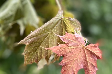 Dit blad van de Maple tree herken je van de vlag van Canada