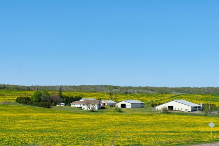 Bij aankomst op het eiland worden we meteen getrakteerd op velden vol paardenbloemen