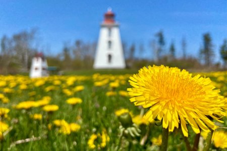 Cape Bear lighthouse, schattig tussen de paardenbloemen