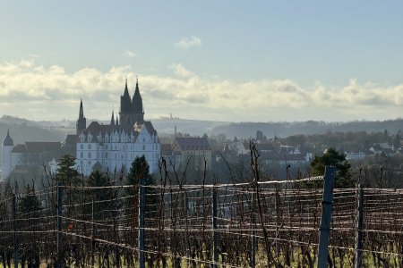 Uitzicht op de Dom vanaf een wijnveldje