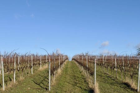 Er wordt veel wijn gemaakt in Saksen