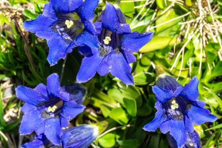 Deze bloemetjes wachten verlangend op de zon