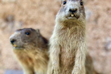 Alpenmarmotten of murmeltier op z&#039;n duits